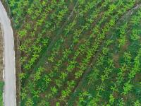 图集 | 西畴县国家石漠公园