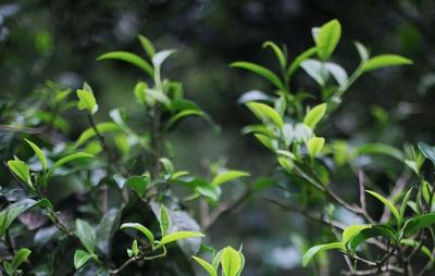 景迈寻茶记：探寻世界上年代最久远的人工栽培型古茶园