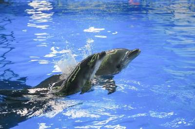 中国首只高海拔地区人工保育、自然分娩宽吻海豚，在云南诞生！