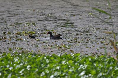 玉溪江川：湿地添野趣，黑水鸡嬉戏星云湖畔