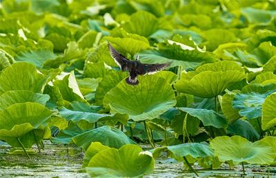 玉溪江川：珍稀鸟类棉凫首次现身星云湖湿地公园
