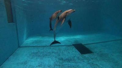 中国首只高海拔地区人工保育、自然分娩宽吻海豚，在云南诞生！
