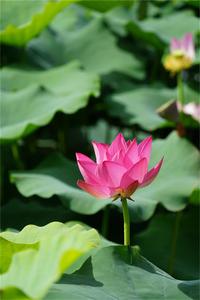 夏至已至，“荷”你相约在红河！