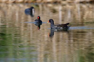 玉溪江川：湿地添野趣，黑水鸡嬉戏星云湖畔