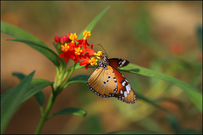 云南这个蝴蝶谷“美”上央视《新闻联播》！