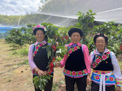 南华县岔河村：田园风光美如画 特色产业欣向荣