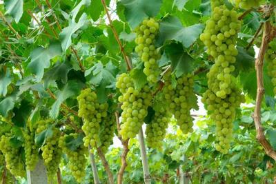 高甜“预警”！快来弥勒体验夏日采摘乐趣