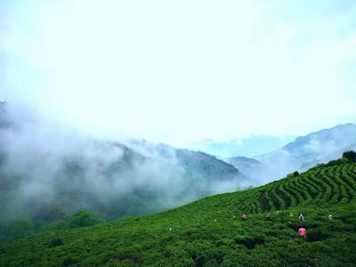 兔街镇打造“党建乘”品牌赋能茶产业提质增效