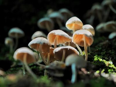 毕业季 游玉溪｜菌香时节，来易门赴一场菌子之约吧！