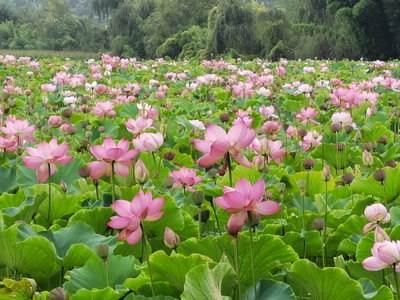 昆明禄劝：平安福乡村露营地百亩荷花盛放 