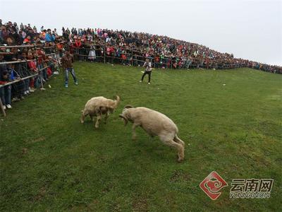 早安云南 | 云上马楠苗岭飞歌，芦笙雅韵花山狂欢