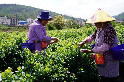 聚焦乡村振兴 | 楚雄牟定：从“走出去”到“又回来”的转变 