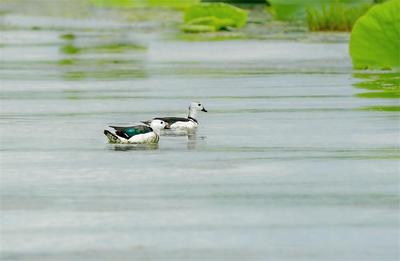 玉溪江川：珍稀鸟类棉凫首次现身星云湖湿地公园