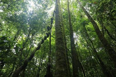 “绿屏”提醒！这是一条通往秘境千家寨的链接