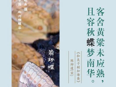 COP15 | 在诗词中赏蝶：翩翩舞态 诗以咏蝶