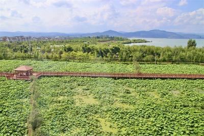 毕业季 游玉溪｜江川河咀社区：荷花初醒待客来！