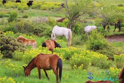 到迪庆高原 在画里追寻夏日牧场