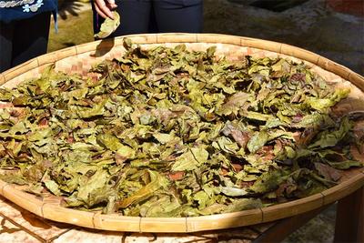 来普洱江城，喝一杯老帕卡茶！