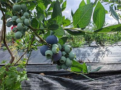 禄劝中屏镇：农旅融合助力乡村振兴