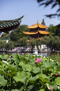第36届全国荷花展览在昆启幕  500余种上万盆荷花睡莲盛放大观公园