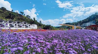 乐享普洱丨美景·十里花海