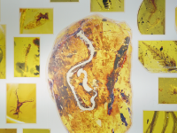 图集 | 龙隐虎魄虫珀科学博物馆