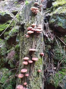 楚雄南华兔街镇：野生菌出土 开启新一轮地方特色美食之旅