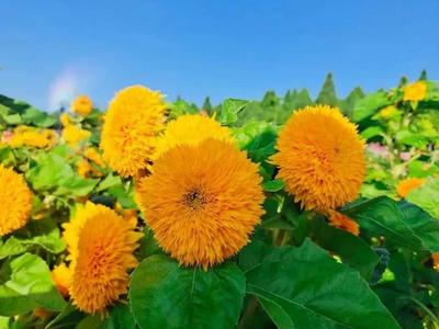 20余亩、4万余盆...昆明这片花海太美啦！