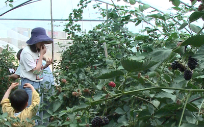 多彩暑期 乐游玉溪｜走进通海杨广，享受惬意“莓”好时光！