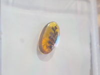 图集 | 龙隐虎魄虫珀科学博物馆