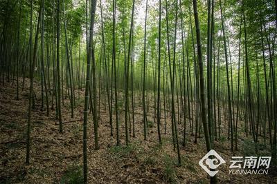 早安云南｜万顷翠色入眼帘，竹海夏日风光美