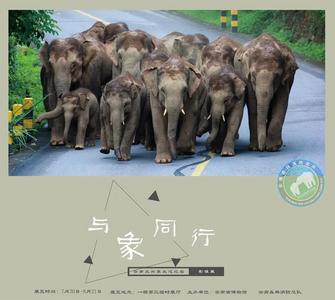 “与象同行——云南亚洲象北巡纪实影像展”7月30日在云南省博物馆开展