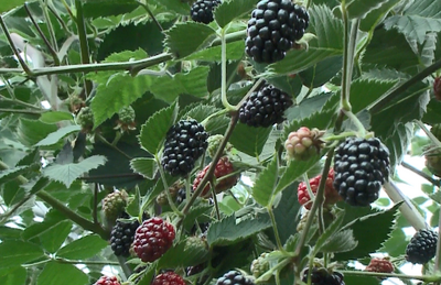 多彩暑期 乐游玉溪｜走进通海杨广，享受惬意“莓”好时光！