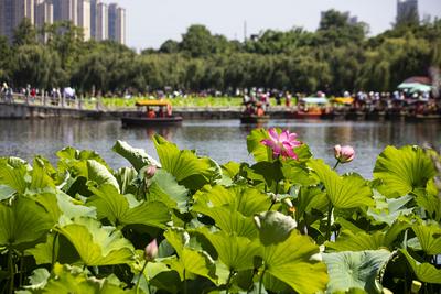 乐享云南｜美景·赏荷大观楼