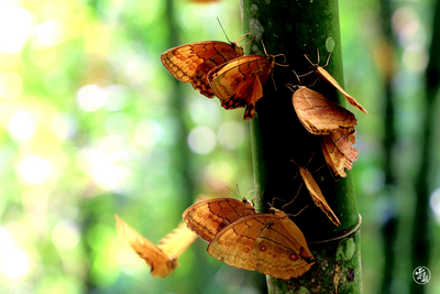 国际旅交会·七彩云南世界花园丨云上梯田 梦想红河（纯享版）
