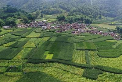 相约普洱 畅游一夏丨“中老铁路”休闲之旅，带你玩转3个诗意栖居之地！