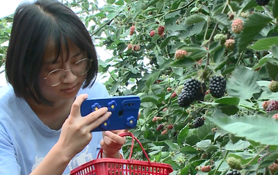 多彩暑期 乐游玉溪｜走进通海杨广，享受惬意“莓”好时光！