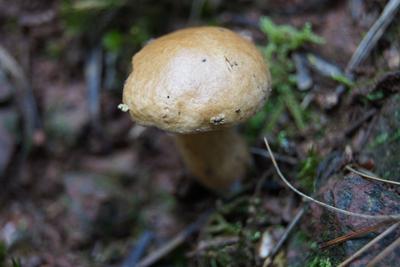 楚雄南华兔街镇：野生菌出土 开启新一轮地方特色美食之旅