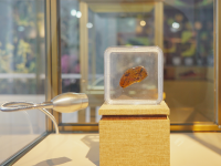 图集 | 龙隐虎魄虫珀科学博物馆