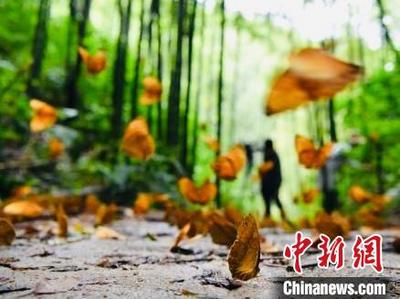 云南蔓金高速公路建成通车 拉近游客与亿万蝴蝶距离