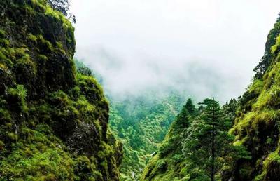 高海拔生态游之水墨丹青轿子山