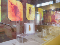 图集 | 龙隐虎魄虫珀科学博物馆