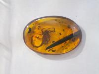 图集 | 龙隐虎魄虫珀科学博物馆