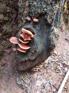 楚雄南华兔街镇：野生菌出土 开启新一轮地方特色美食之旅