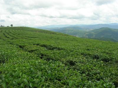 聚焦旅交会 相约游普洱丨喝贡茶、逛古镇、游民族村落……墨江精品茶山行约起来！