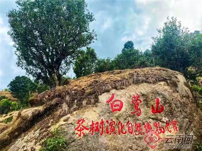 早安云南丨白莺山古茶园：遗落深山的“茶树演化自然博物馆”
