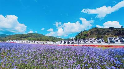 乐享普洱丨美景·十里花海