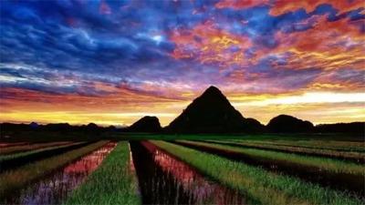 “音”你而来 水陌青田荷花音乐节9日浪漫开启