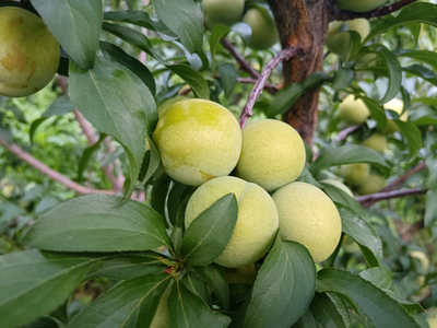 昆明禄劝：七月李熟漫山翠 江水含情果飘香