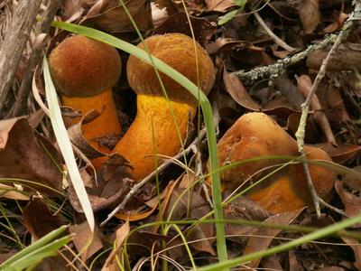 吃菌那些事｜请转给你的每一个朋友！